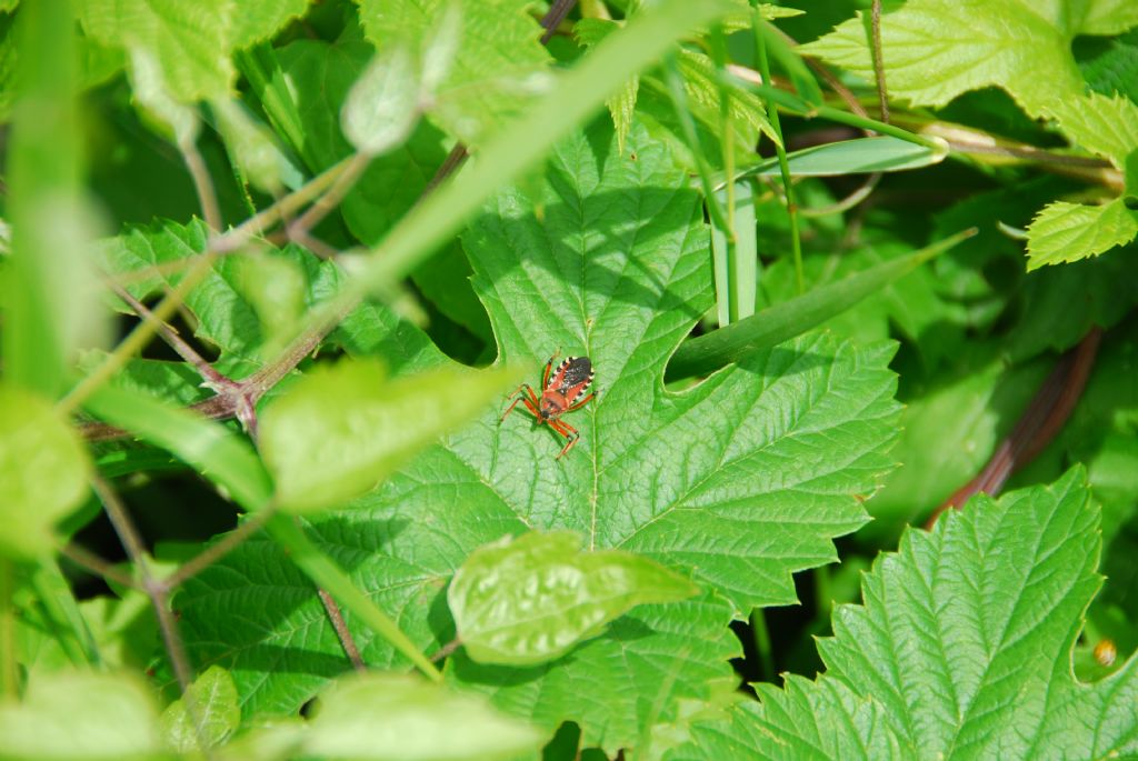 Reduviidae: Rhynocoris punctiventris della Romania